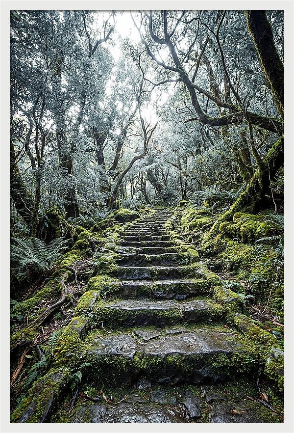 Moss Covered Stone Stairs