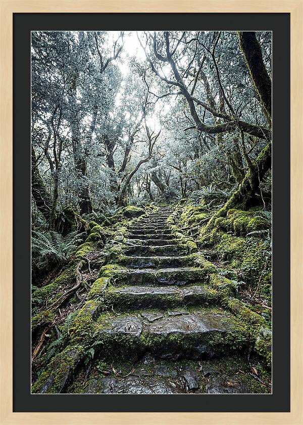 Moss Covered Stone Stairs