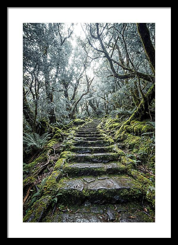 Moss Covered Stone Stairs