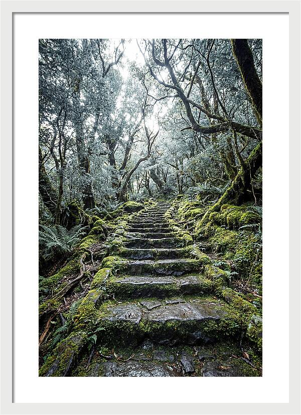 Moss Covered Stone Stairs