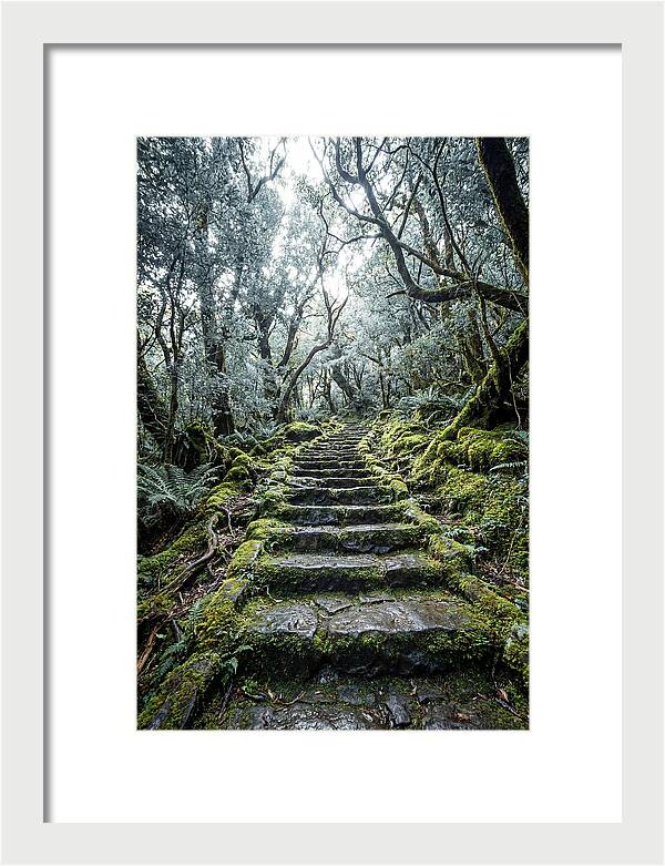 Moss Covered Stone Stairs