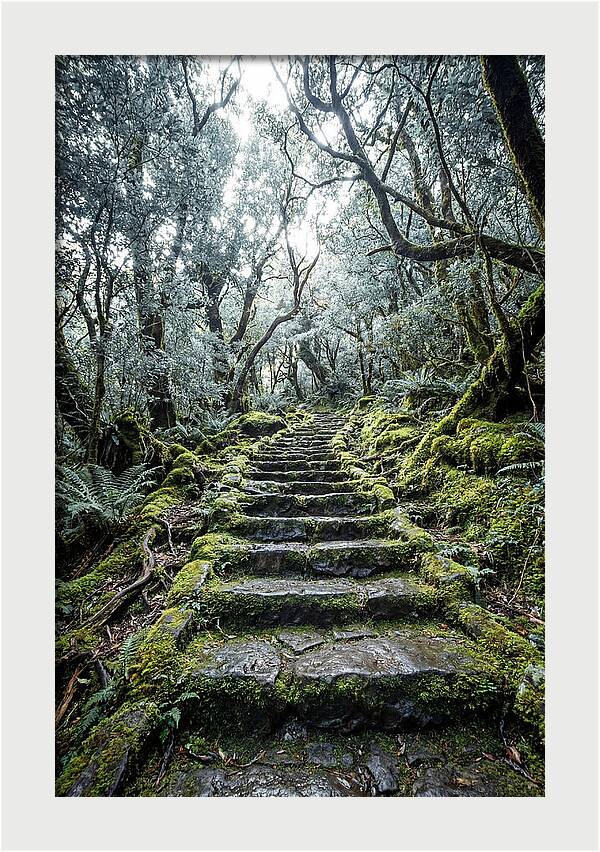Moss Covered Stone Stairs
