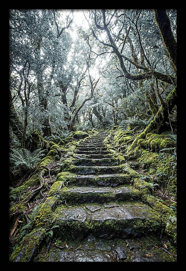 Moss Covered Stone Stairs