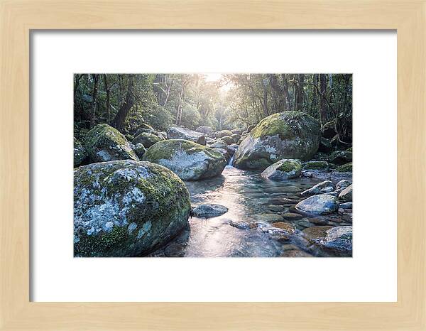 Moss Covered Tropical Boulders