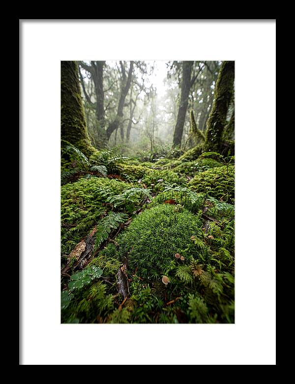 Moss In A Lush Forest