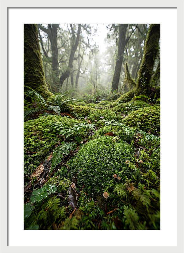 Moss In A Lush Forest