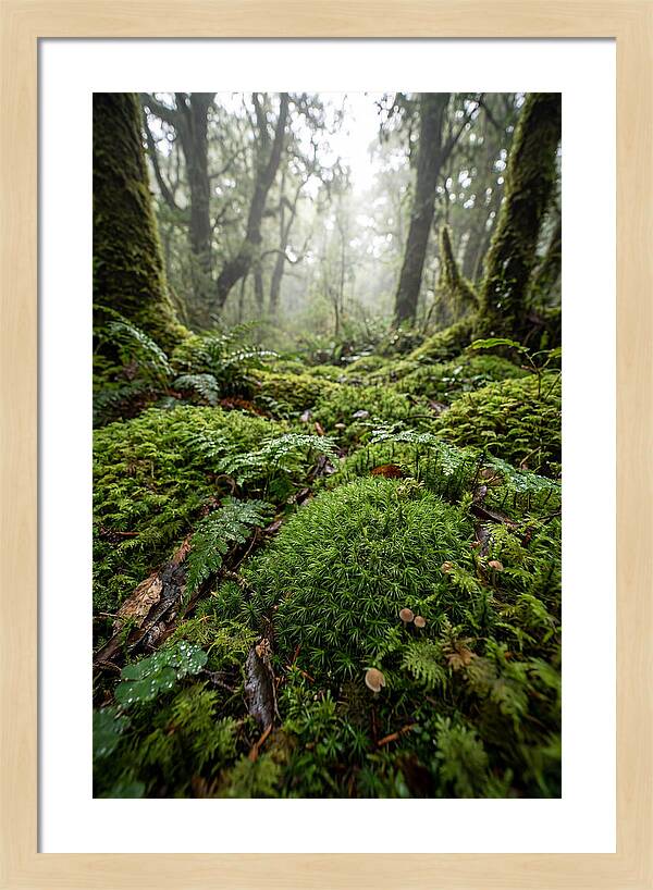 Moss In A Lush Forest