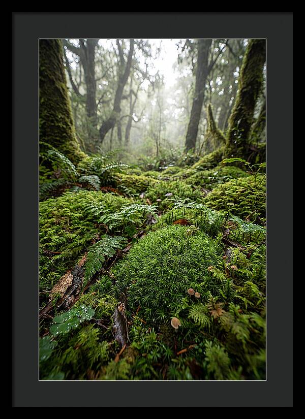 Moss In A Lush Forest