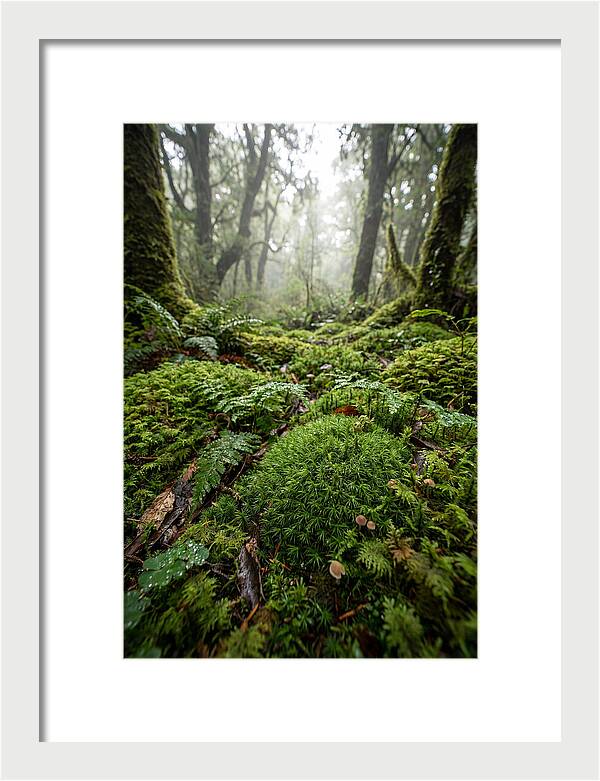 Moss In A Lush Forest