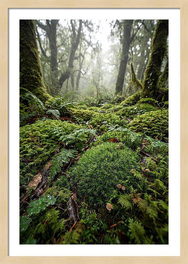 Moss In A Lush Forest