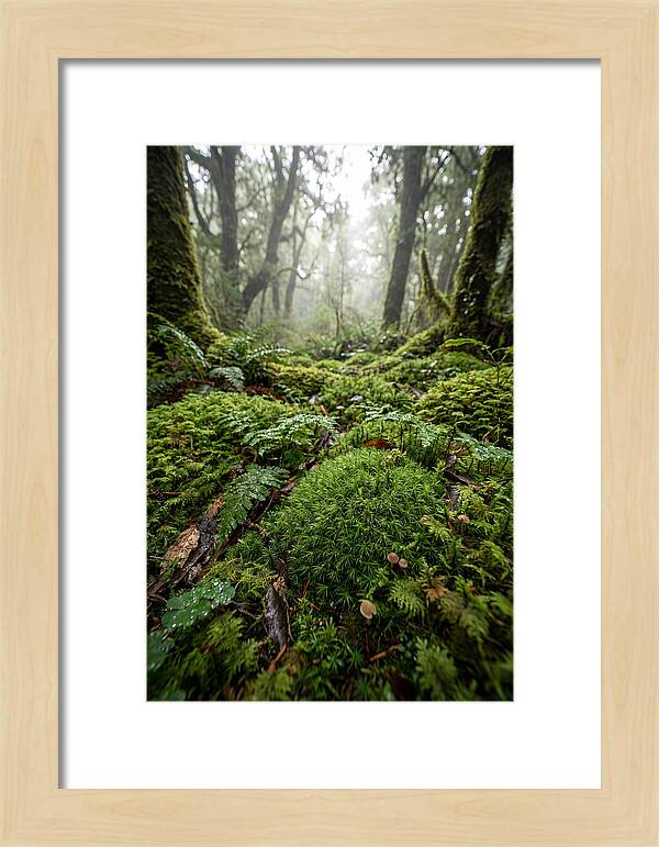 Moss In A Lush Forest