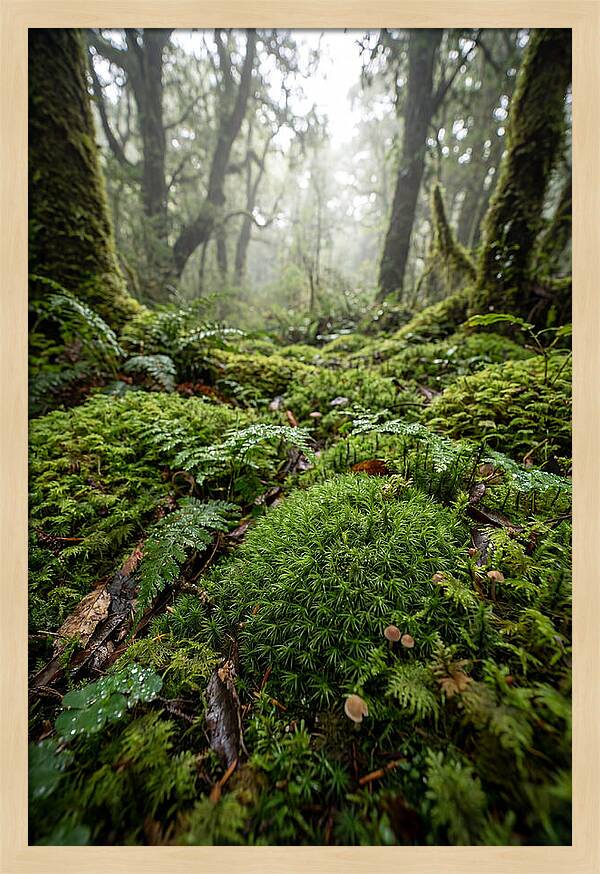 Moss In A Lush Forest