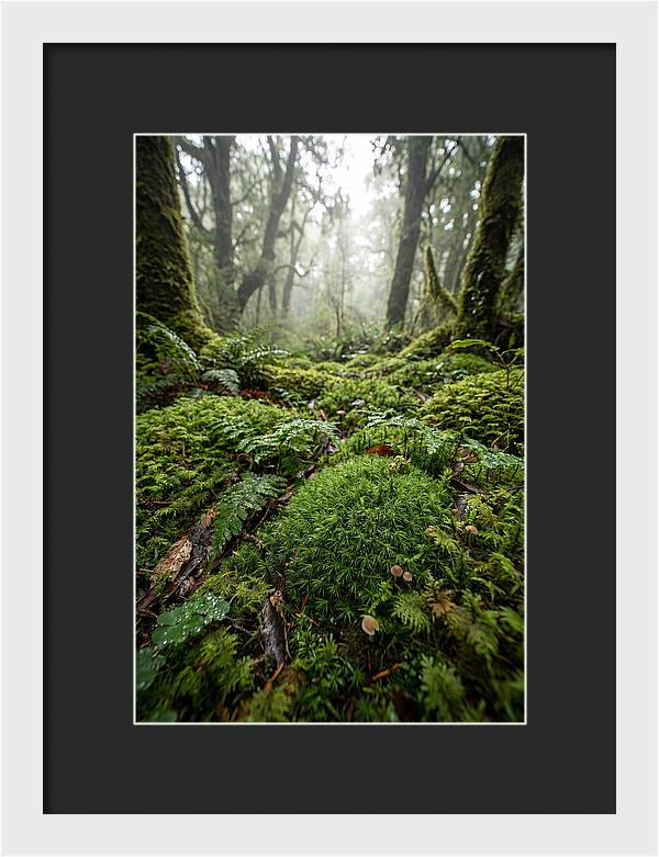 Moss In A Lush Forest
