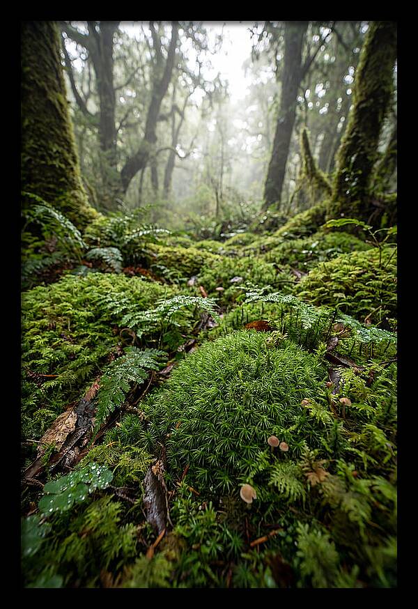 Moss In A Lush Forest