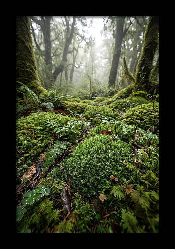 Moss In A Lush Forest