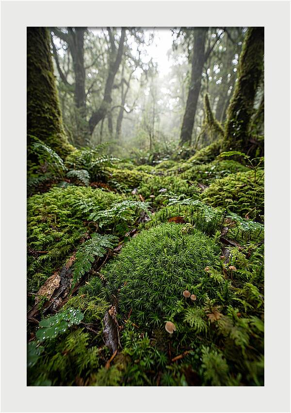 Moss In A Lush Forest