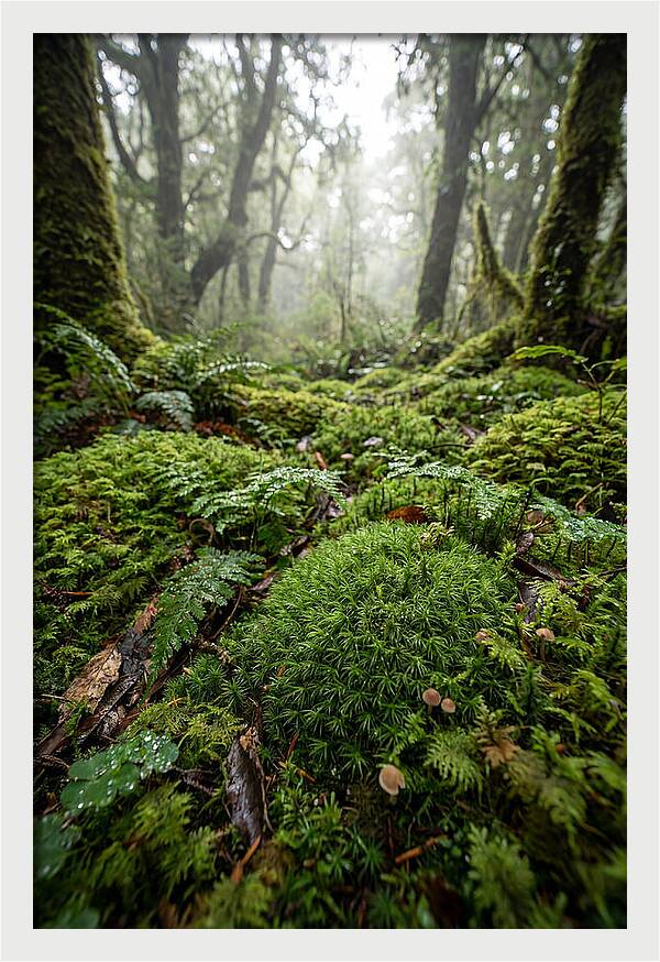 Moss In A Lush Forest
