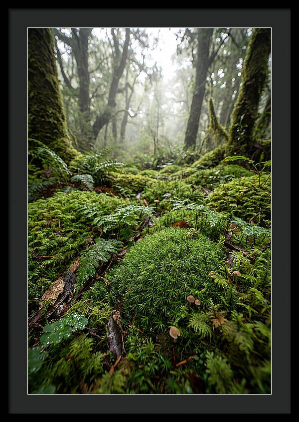 Moss In A Lush Forest