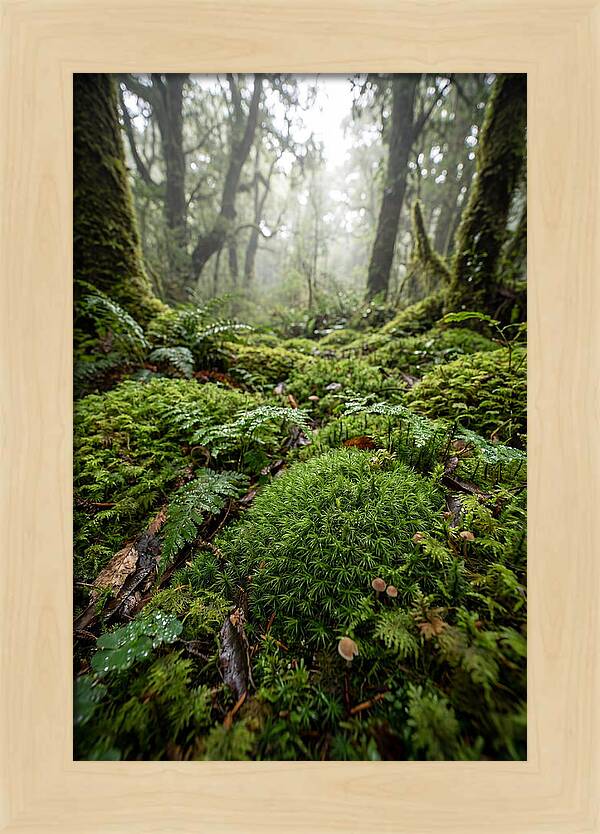 Moss In A Lush Forest