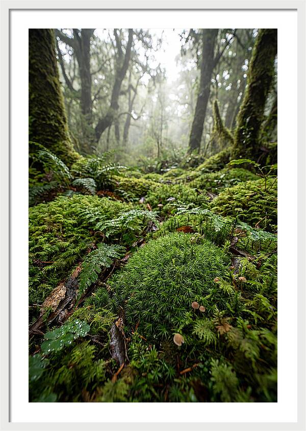 Moss In A Lush Forest