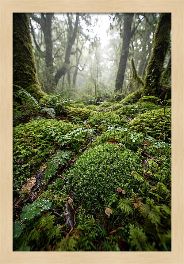 Moss In A Lush Forest