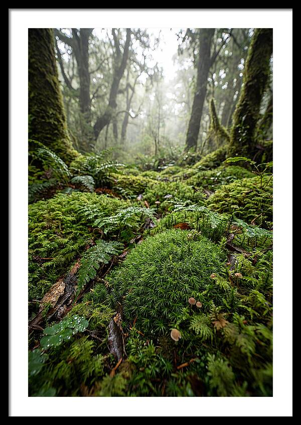 Moss In A Lush Forest