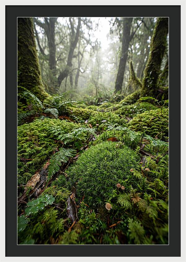 Moss In A Lush Forest