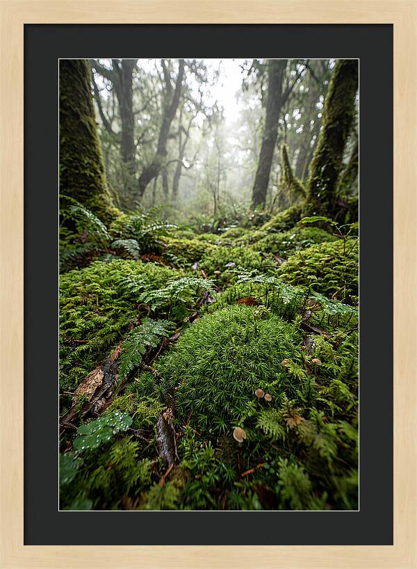 Moss In A Lush Forest