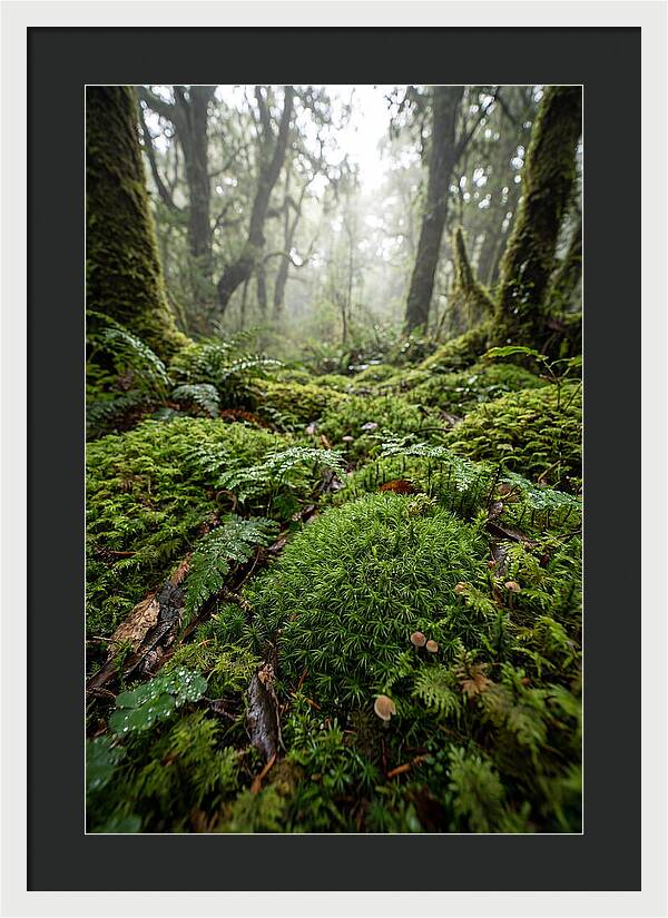 Moss In A Lush Forest
