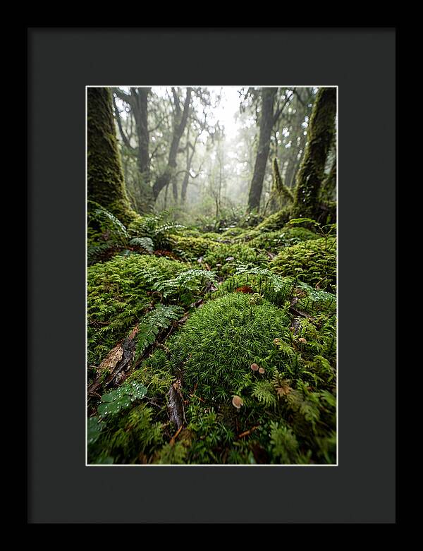 Moss In A Lush Forest