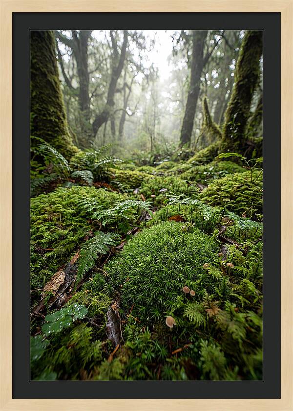 Moss In A Lush Forest