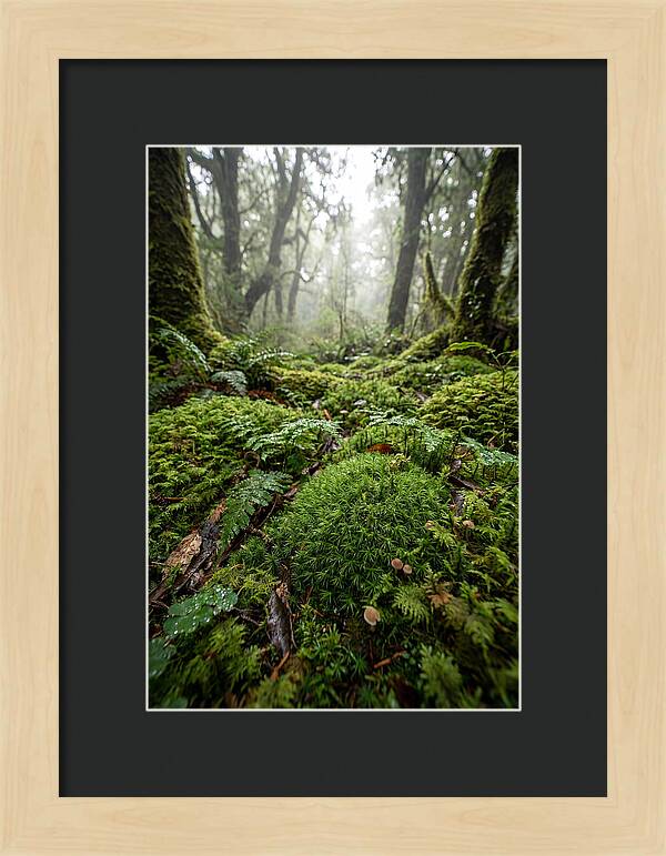 Moss In A Lush Forest
