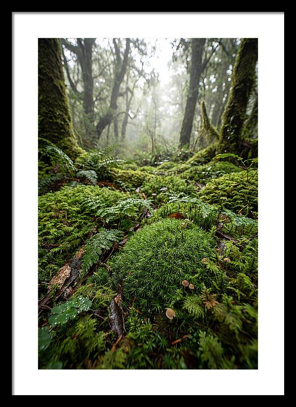 Moss In A Lush Forest
