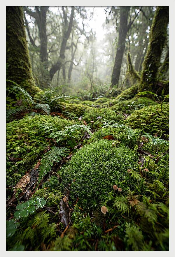 Moss In A Lush Forest