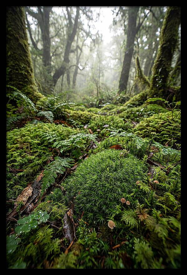 Moss In A Lush Forest