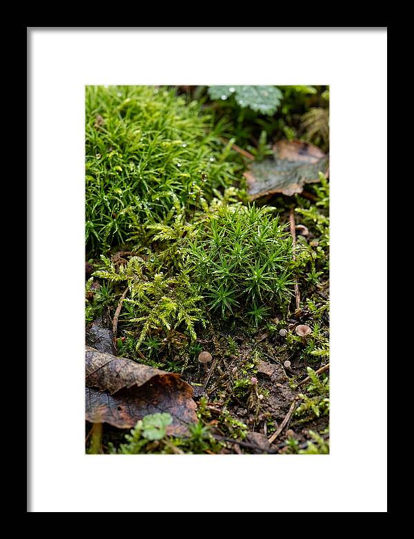 Moss In Natures Embrace