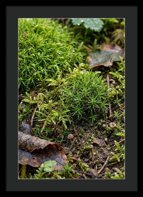 Moss In Natures Embrace