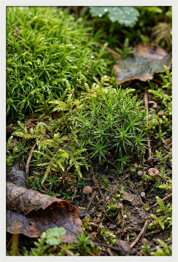 Moss In Natures Embrace
