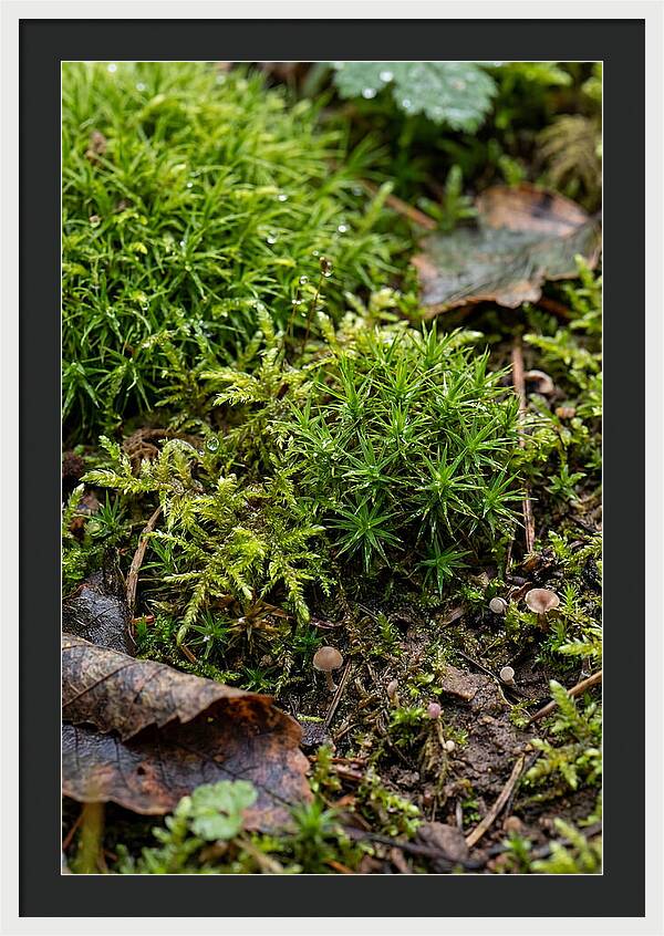 Moss In Natures Embrace