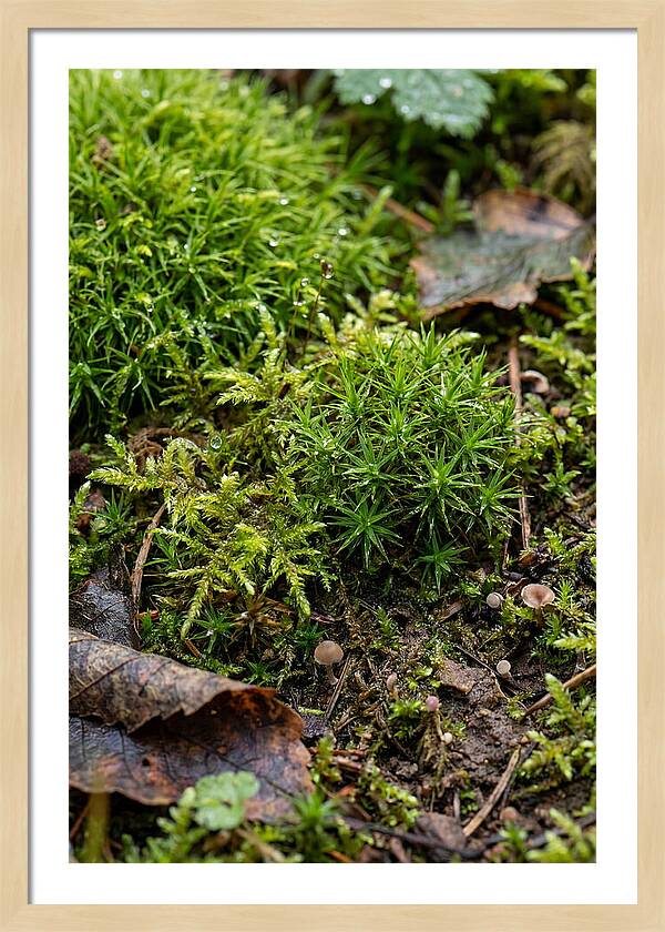 Moss In Natures Embrace