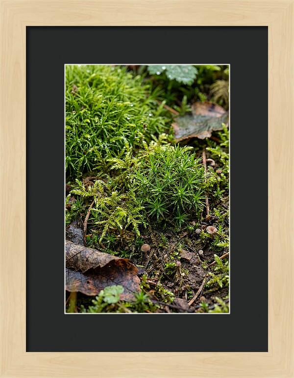 Moss In Natures Embrace
