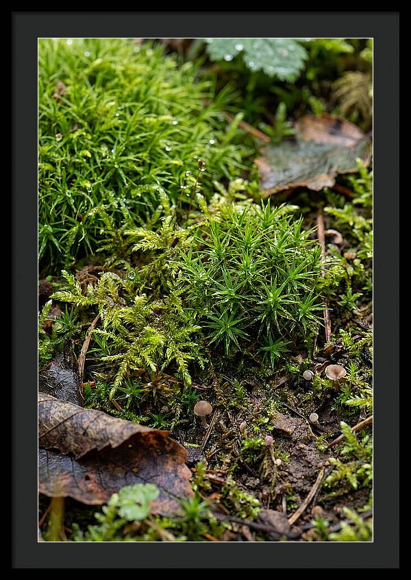 Moss In Natures Embrace