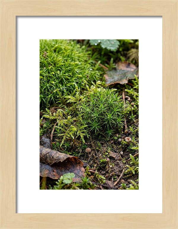 Moss In Natures Embrace
