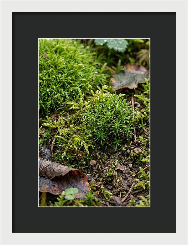 Moss In Natures Embrace