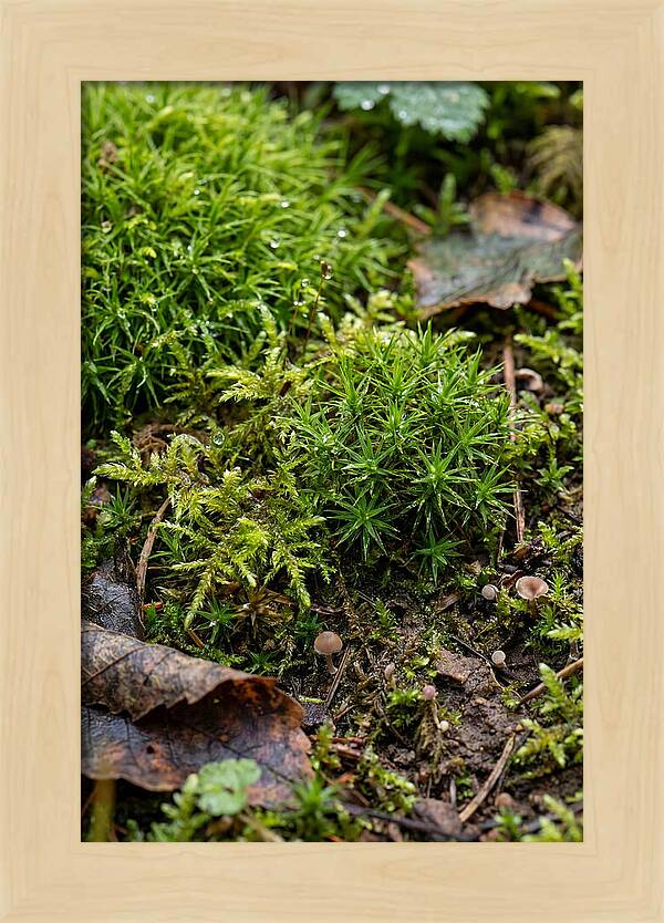 Moss In Natures Embrace