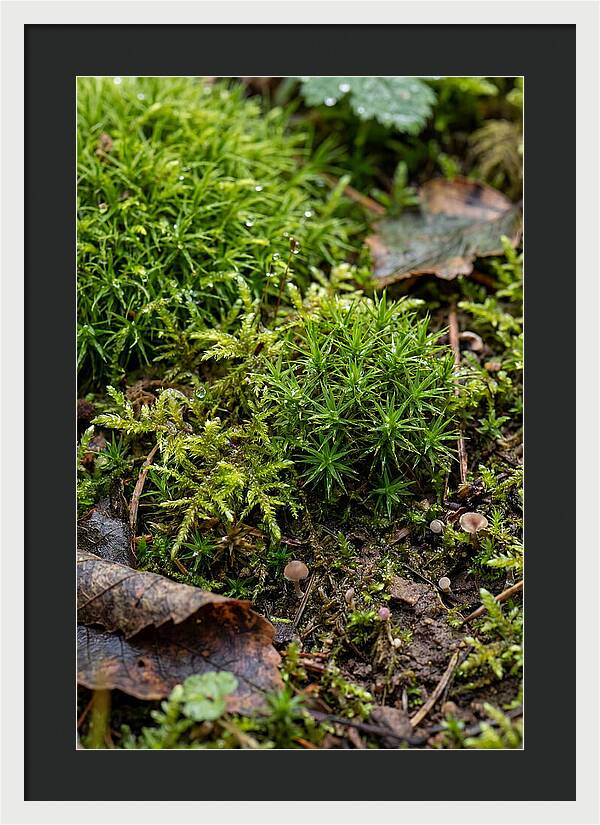 Moss In Natures Embrace