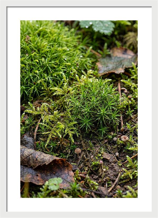 Moss In Natures Embrace