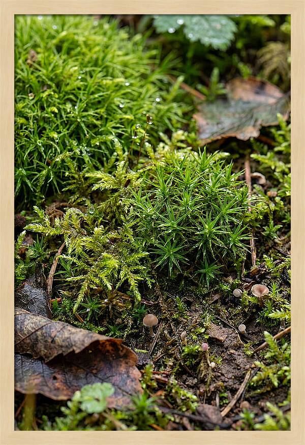 Moss In Natures Embrace