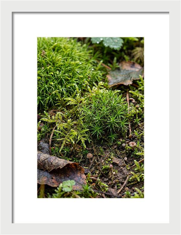 Moss In Natures Embrace
