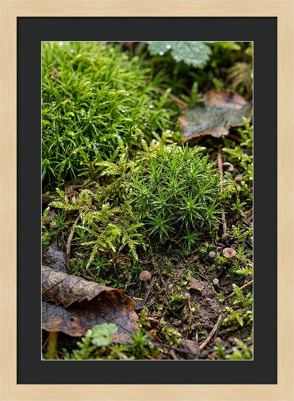Moss In Natures Embrace